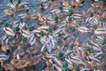 The mallard ducks feeding on the open water in winter. Yekaterinburg. Russia Royalty Free Stock Photo