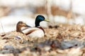 Mallard ducks, female and male, rest in a shelter in dense, dry grass