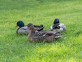 Mallard ducks female and male in grass