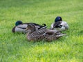 Mallard ducks female and male in grass Royalty Free Stock Photo