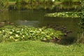 Ducks on a Fishing Lake