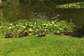 Ducks on a Fishing Lake