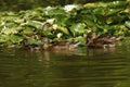 Ducks on a Fishing Lake