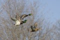 Mallard Ducks In Flight