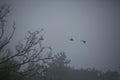 Mallard ducks in flight through fog