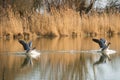 Mallard ducks in flight, taking off from a tranquil lake