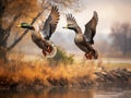 Mallard Ducks Flying Over the Autumn Countryside