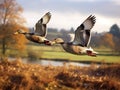 Mallard Ducks Flying Over the Autumn Countryside