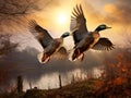 Mallard Ducks Flying Over the Autumn Countryside