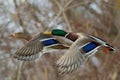 Mallard ducks flying over lake,closeup. Royalty Free Stock Photo
