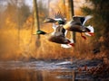 A pair of mallard ducks in fast flight, closeup.