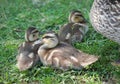 Mallard ducks on grass cute young baby birds Royalty Free Stock Photo