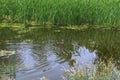 Mallard ducks with hatched ducklings in reeds, breeding season in wild ducks in spring Royalty Free Stock Photo