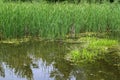 Mallard ducks with hatched ducklings in reeds, breeding season in wild ducks in spring Royalty Free Stock Photo