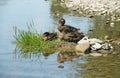 Mallard ducks having rest