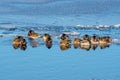 Mallard ducks huddles on the fringe of the ice in spring sunlight Royalty Free Stock Photo