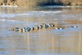 Mallard ducks on ice