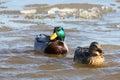 Mallard Ducks Icy Swim Royalty Free Stock Photo