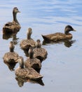 Mallard ducks in the lake Royalty Free Stock Photo