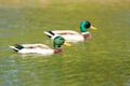 Mallards on the lake