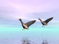 Mallard ducks landing - 3D render Royalty Free Stock Photo