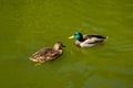 Two Mallard ducks Swimming Royalty Free Stock Photo