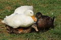 Mallard ducks mating in a farm. Fight for supremacy. Royalty Free Stock Photo