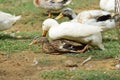 Mallard ducks mating in a farm. Fight for supremacy. Royalty Free Stock Photo