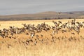 Mallard ducks migrating in the fall landing in a grain field Royalty Free Stock Photo