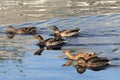 Mallard Ducks not sure if heads should be held up or down