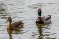 Mallard ducks Royalty Free Stock Photo