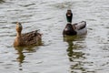 Mallard ducks Royalty Free Stock Photo