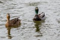 Mallard ducks Royalty Free Stock Photo