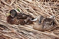 Pair of Mallard ducks Royalty Free Stock Photo