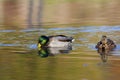 Mallard Ducks Pair Swims 800187