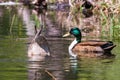 Mallard ducks paired in the spring