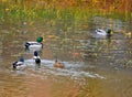 Mallard ducks on a pond