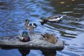 Mallard ducks rest on a rock, Farmington River, Canton, Connecticut. Royalty Free Stock Photo