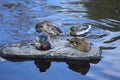 Mallard ducks rest on a rock, Farmington River, Canton, Connecticut. Royalty Free Stock Photo