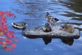 Mallard ducks rest on a rock, Farmington River, Canton, Connecticut. Royalty Free Stock Photo