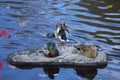 Mallard ducks rest on a rock, Farmington River, Canton, Connecticut. Royalty Free Stock Photo