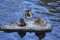 Mallard ducks rest on a rock, Farmington River, Canton, Connecticut. Royalty Free Stock Photo