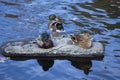 Mallard ducks rest on a rock, Farmington River, Canton, Connecticut. Royalty Free Stock Photo