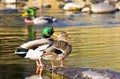 Mallard Ducks Resting in an Autumn Pond Royalty Free Stock Photo