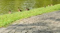 Mallard ducks resting on lake shore in a park in Bucharest