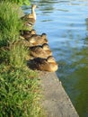 Mallard ducks resting on lakeshore Royalty Free Stock Photo