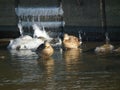 Mallard ducks resting on the water on the icy stream. river in the winter Royalty Free Stock Photo