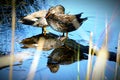 Mallard Ducks Resting On Wood Royalty Free Stock Photo