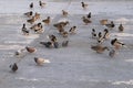 Mallard ducks on river`s embankment with pigeons waiting for feeding Royalty Free Stock Photo