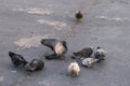 Mallard ducks on river`s embankment with pigeons waiting for feeding Royalty Free Stock Photo